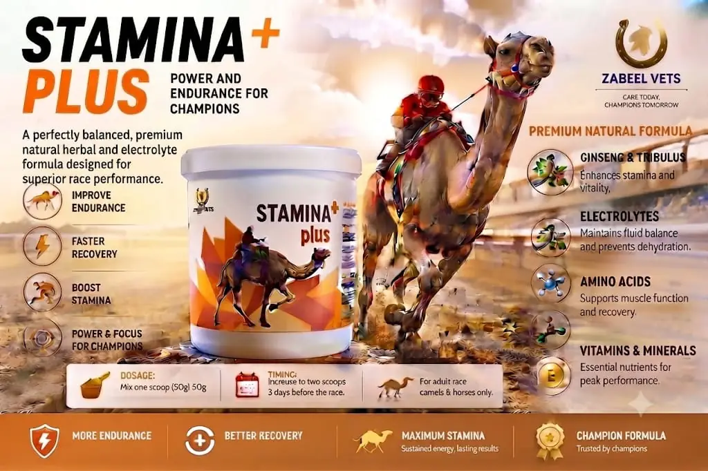 STAMINA+ plus English