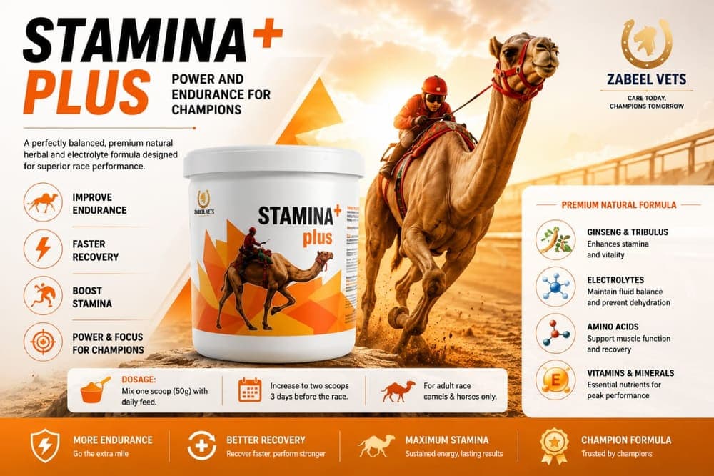 STAMINA+ plus English
