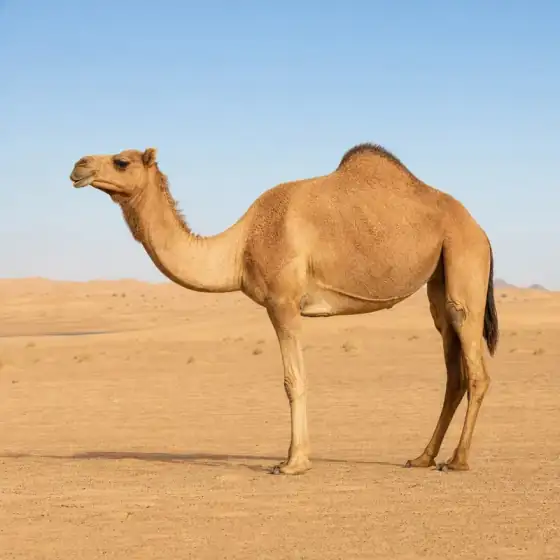 الإبل
